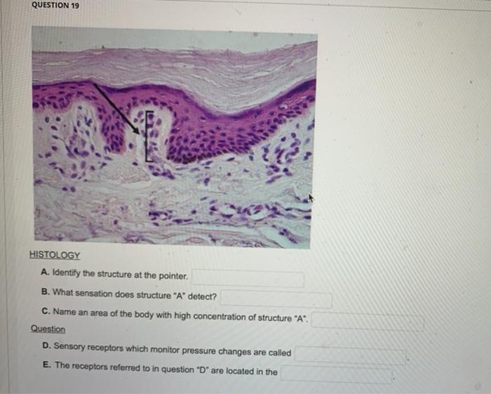 Solved QUESTION 19 HISTOLOGY A. Identify the structure at | Chegg.com