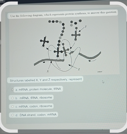 Prolein Solved Use the following diagram, which represents protein | Chegg.com