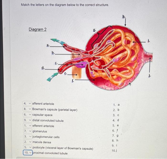 Solved Match the letters on the diagram below to the correct | Chegg.com