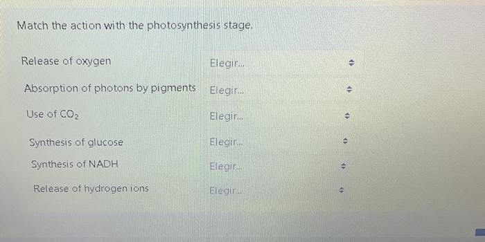 Solved Match The Action With The Photosynthesis Stage. | Chegg.com