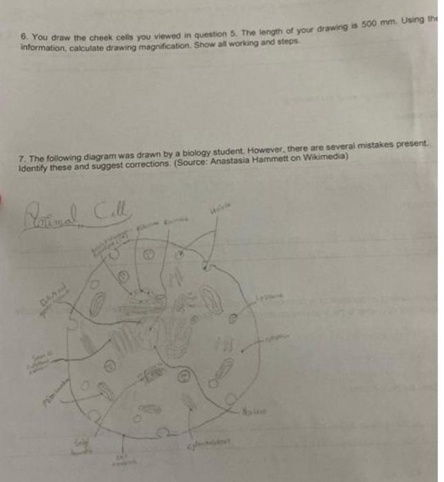 Solved 6. You draw the cheek cells you viewed in question 5. | Chegg.com