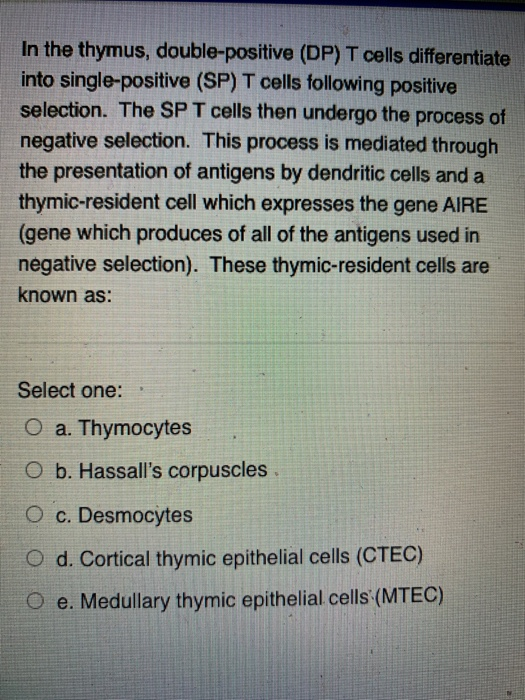 Solved In the thymus, double-positive (DP) T cells | Chegg.com