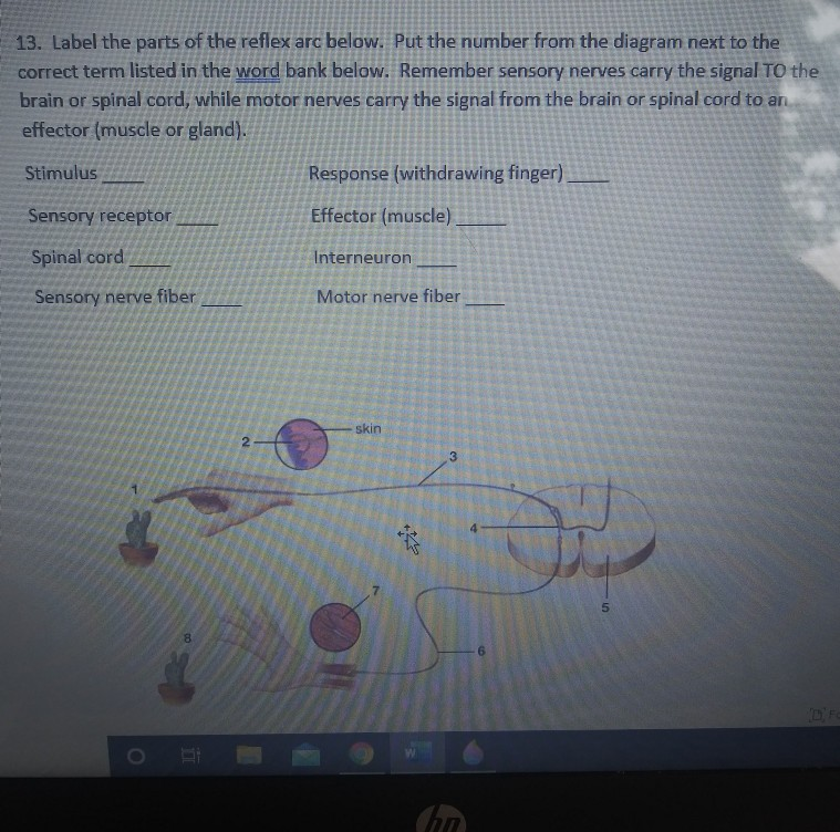 Solved 13. Label the parts of the reflex arc below. Put the | Chegg.com