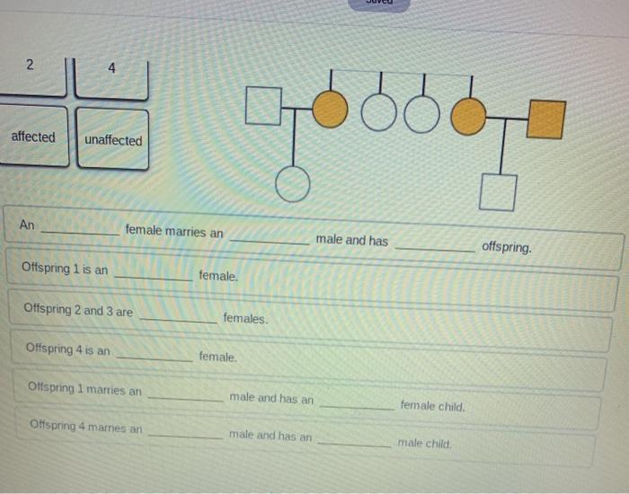 Solved Learn more about the patterns of inheritance by using | Chegg.com