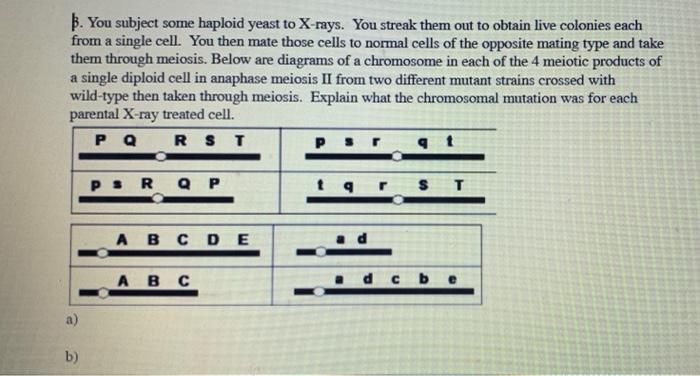 Solved B. You subject some haploid yeast to X-rays. You | Chegg.com