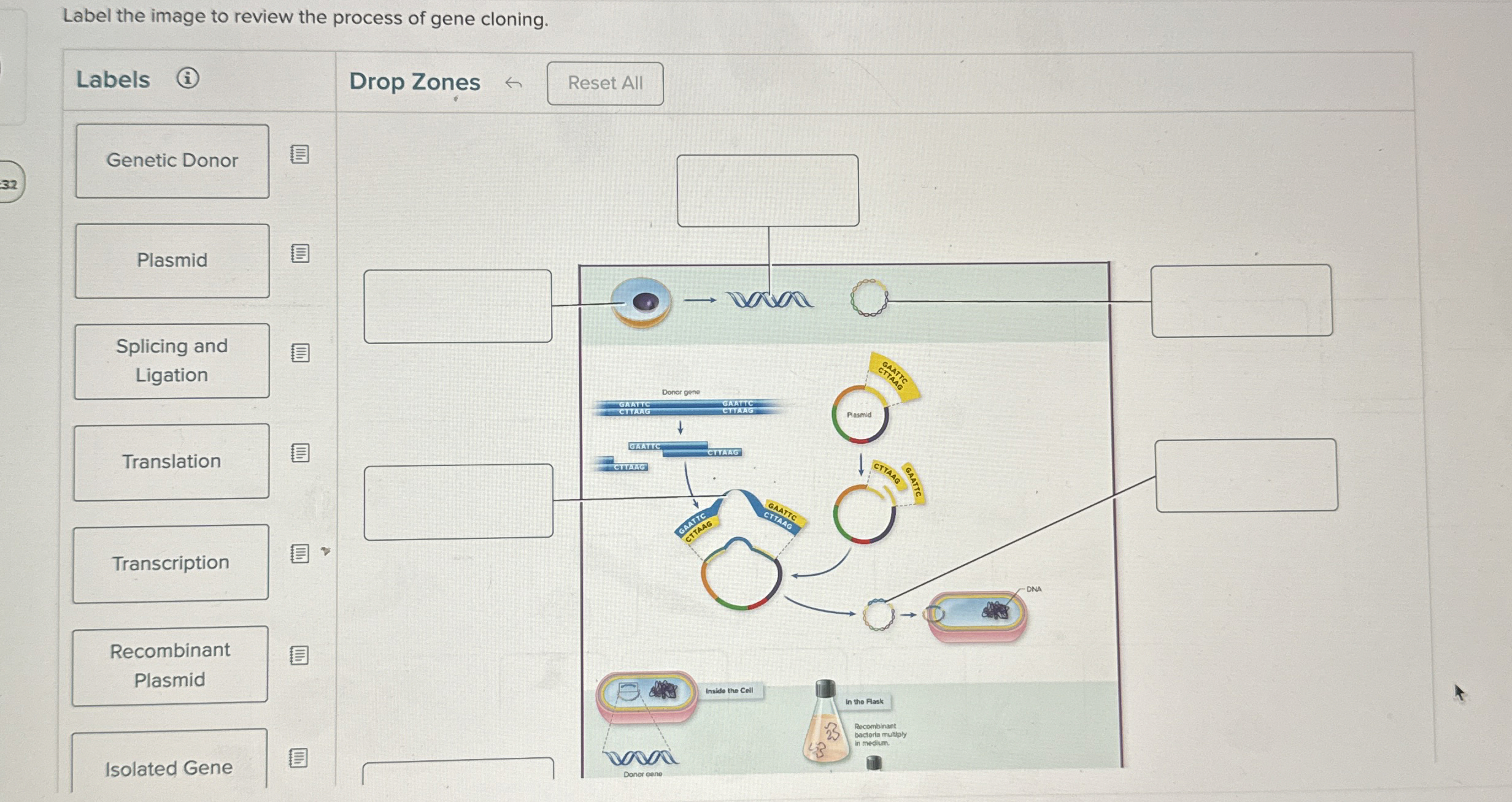 Solved Label the image to review the process of gene | Chegg.com