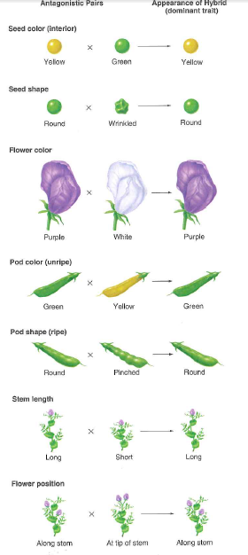 Solved: Recall that Mendel obtained pure-breeding plants with eith ...