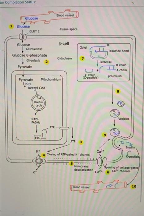 Image showcasing Solved The secretion of insulin by a beta cell of the | Chegg.com