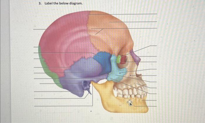 Solved 3. Label the below diagram. | Chegg.com