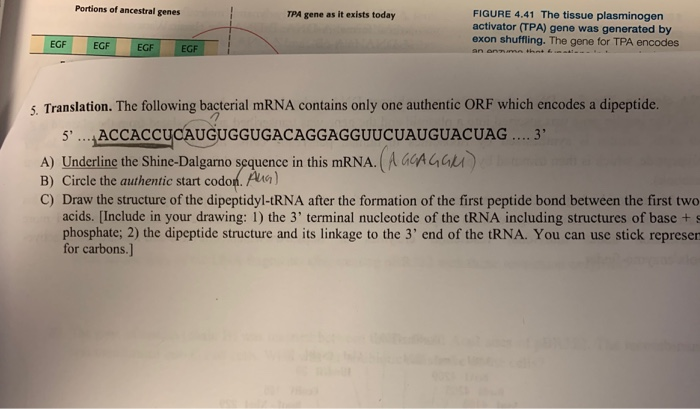 Solved Portions of ancestral genes TPA gene as it exists | Chegg.com