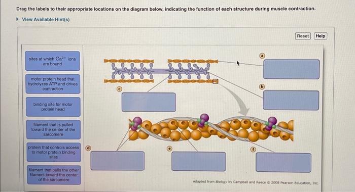 Solved Drag The Labels To Their Appropriate Locations On The | Chegg.com