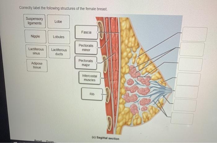 This figure shows the horizontal section of the breast in the top