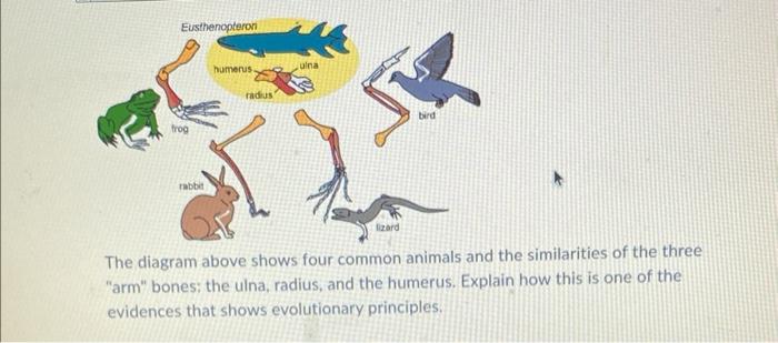 Solved Eusthenopteron humerus ulna radius bird frog rabbit | Chegg.com