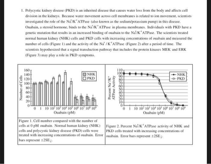 Solved 1. Polycystic kidney disease (PKD) is an inherited | Chegg.com