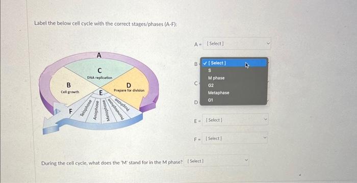 Solved Label the below cell cycle with the correct | Chegg.com