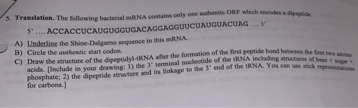 Solved 3. Translation. The following bacterial mRNA contains | Chegg.com
