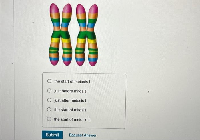 Solved just before mitosis just after meiosis I the start of | Chegg.com