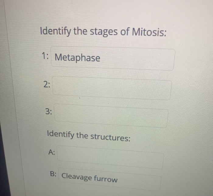 Solved 1. 2. 3. A. B. Identify the stages of Mitosis: 1: | Chegg.com