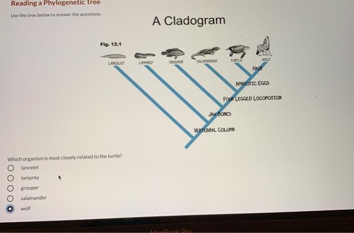Solved Reading a Phylogenetic Tree Use the tree below to | Chegg.com