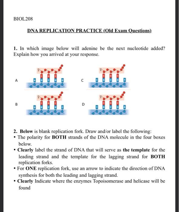 Dna Questions And Answers