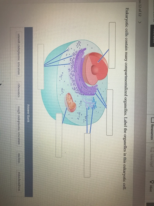 Solved Resources Lx Give Up? Hint on 12 of 12 > Eukaryotic | Chegg.com