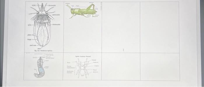 In-class activity: Ecdysozoan body plans. Based on | Chegg.com