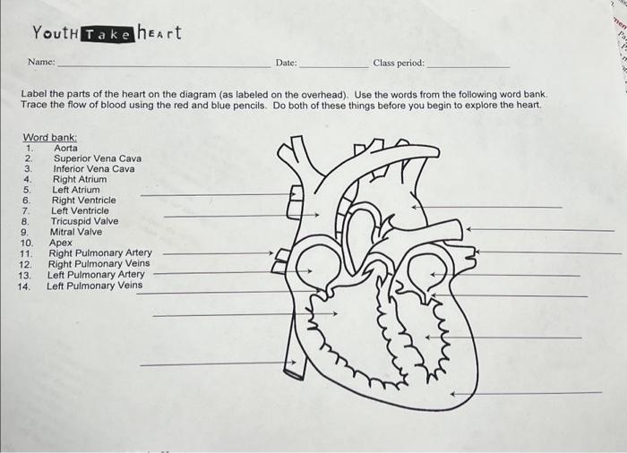 Solved Youth Take heart Name: Word bank: Aorta Label the | Chegg.com