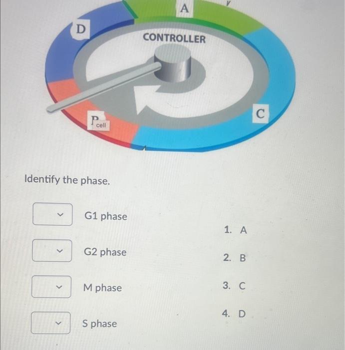 Solved the phase G1 phase G2 phase M phase Sphase Identify Biology Diagrams