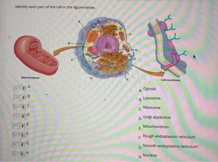 Solved Identify each part of the cell in the figure below. | Chegg.com