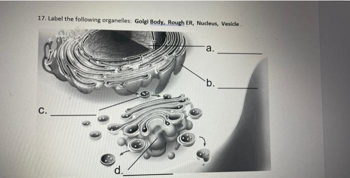 17. Label the following organelles: Golgi Body, Rough ER, Nucleus, Vesicle.