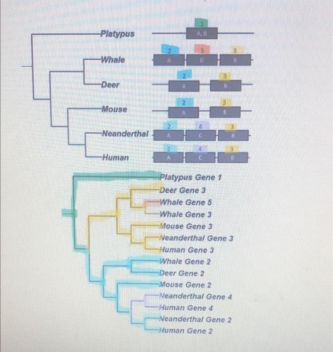 Put the following ETI stages in order. Assign a 1 to | Chegg.com