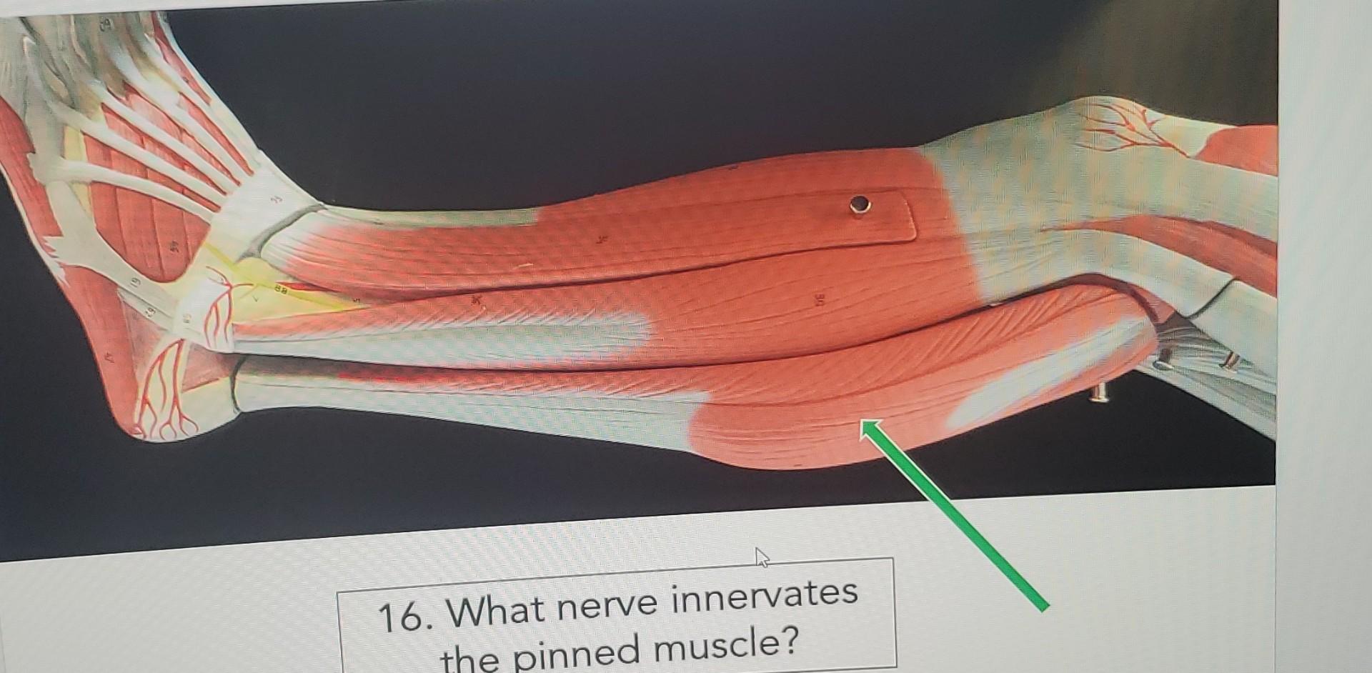 solved-16-what-nerve-innervates-the-pinned-muscle-chegg