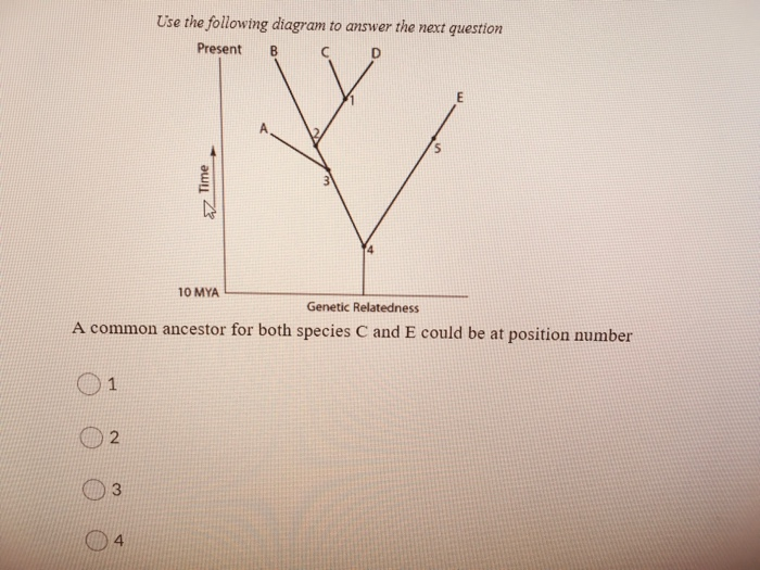 Solved A Common Ancestor For Both Species C And E Could Be | Chegg.com