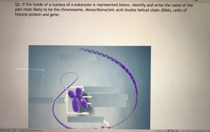 Solved Q2. If The Inside Of A Nucleus Of A Eukaryote Is | Chegg.com