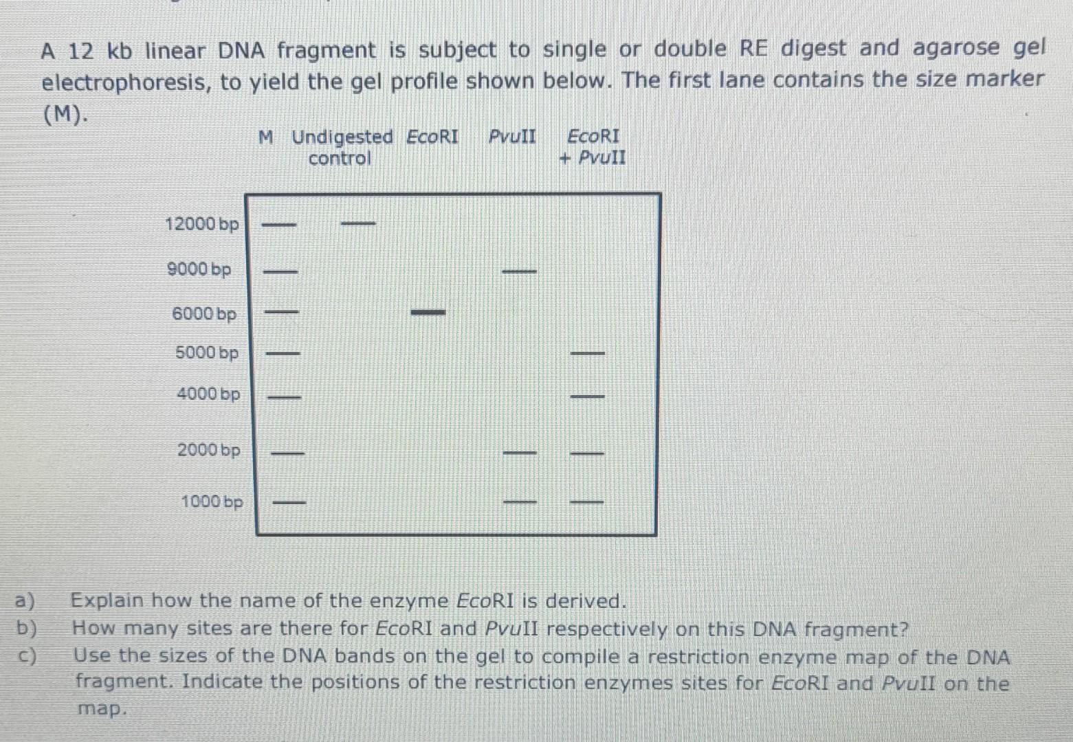 Solved A 12 kb linear DNA fragment is subject to single or | Chegg.com