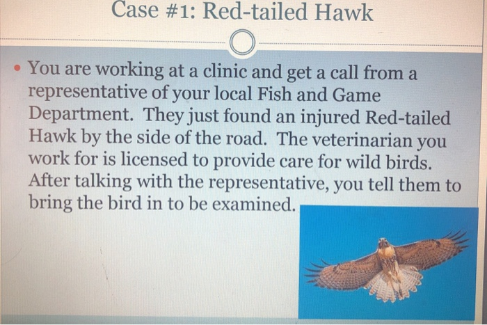 Solved Case 1 Red Tailed Hawk You Are Working At A Cl Chegg Com