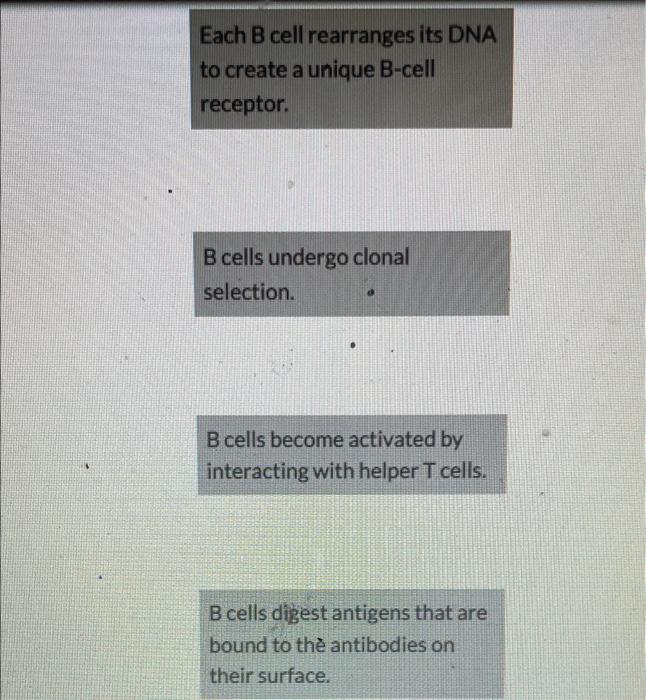 Solved Put The Steps Of B-cell Activation In The Correct | Chegg.com