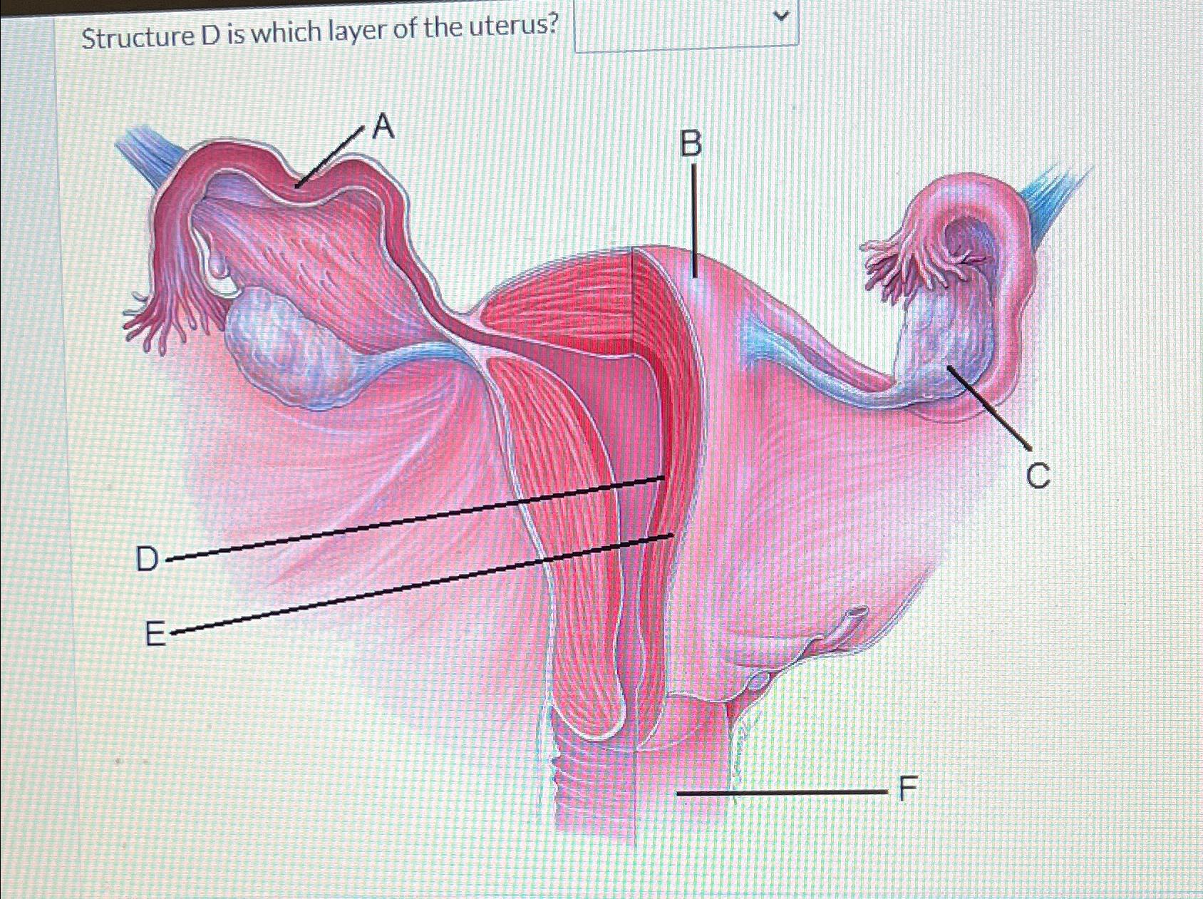 Solved Structure D Is Which Layer Of The Uterus? 