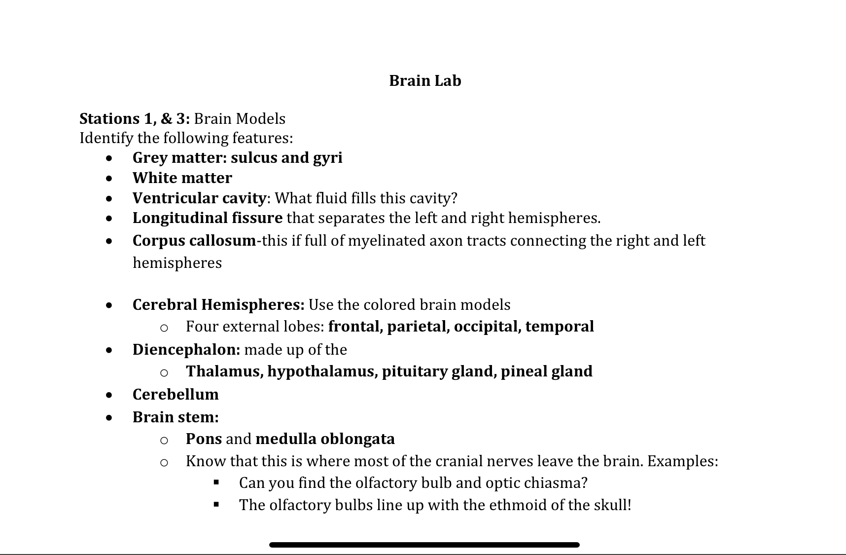 Brain LabStations 1, ﻿& 3: Brain ModelsIdentify the | Chegg.com