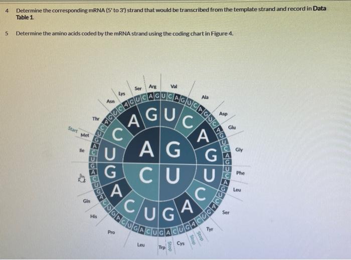 Solved 4 Determine the corresponding mRNA (5′ to 3′) strand | Chegg.com