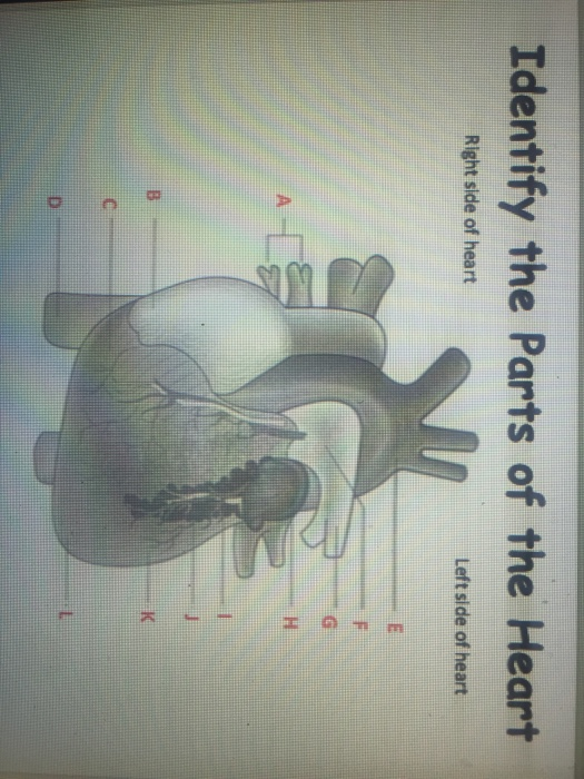 Solved Lab Report Circulatory System Use the image on Side | Chegg.com