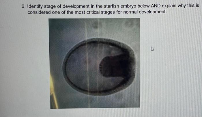Solved 6. Identify stage of development in the starfish | Chegg.com