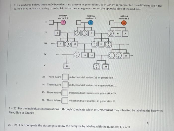 In the pedigree below, three mtDNA variants are | Chegg.com