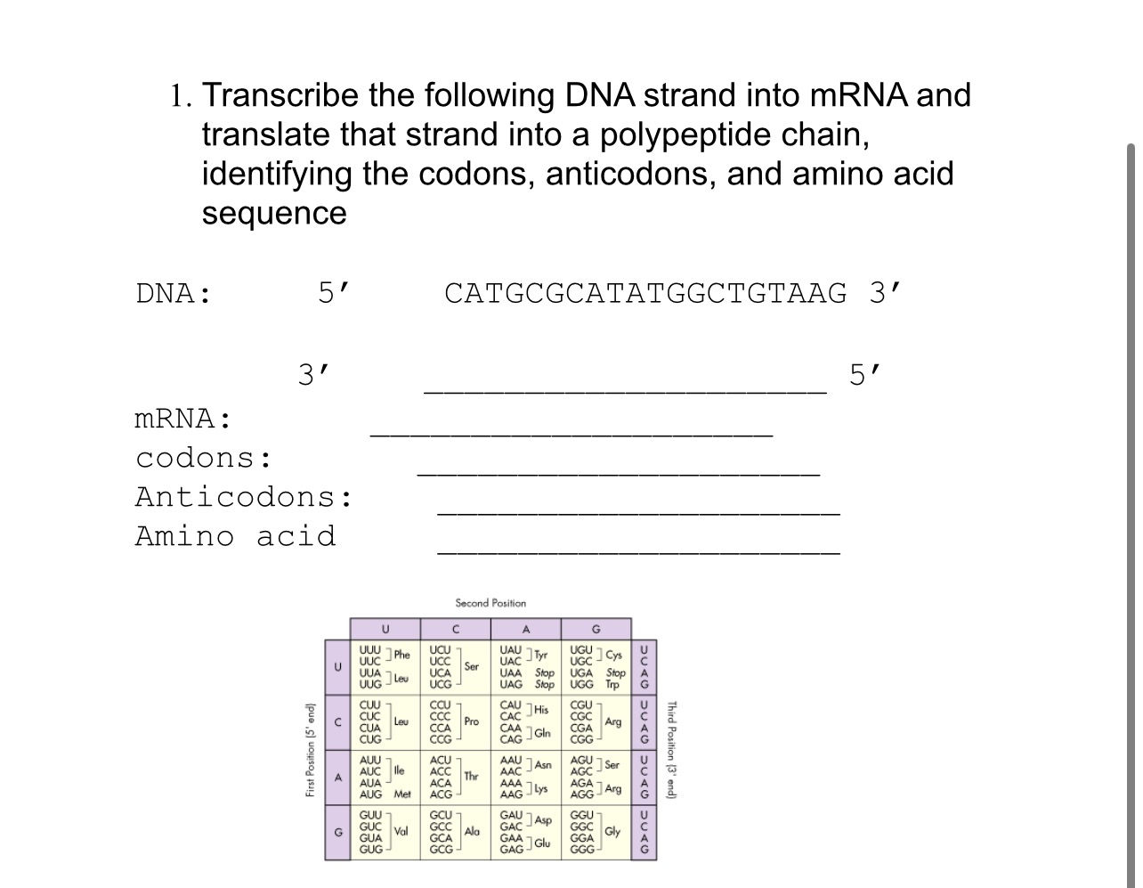 Solved Transcribe the following DNA strand into mRNA