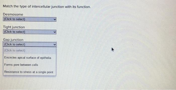 Solved Match Each Type Of Cell Junction With Its Correct Chegg Com