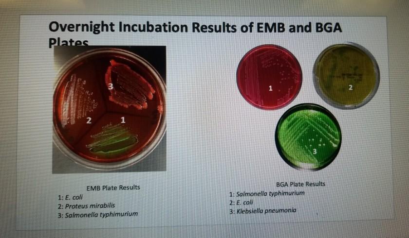 Solved Part II: Record the results of the EMB Plate Bacteria | Chegg.com