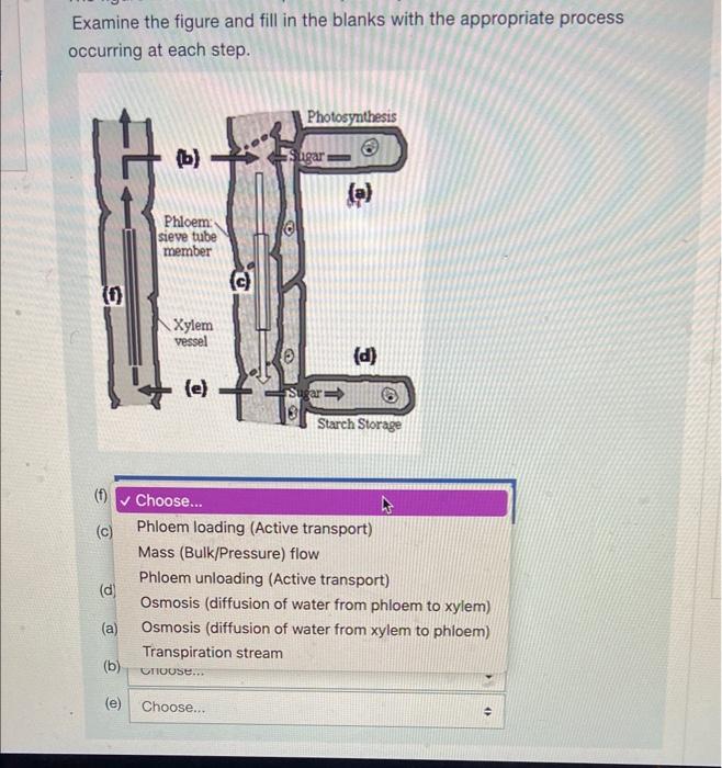 Solved Examine the figure and fill in the blanks with the | Chegg.com