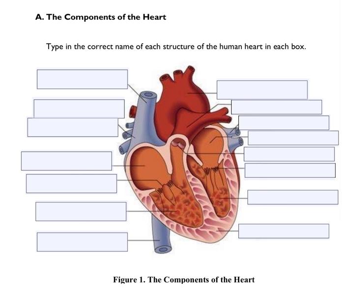 Solved A. The Components of the Heart Type in the correct | Chegg.com