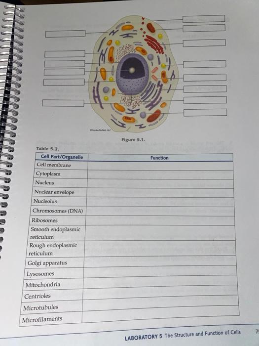 Solved THE ANIMAL CELL INTRODUCTION The eukaryotic cell is 