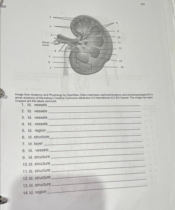 Solved Image From Anatomy And Physiology By OpenStax | Chegg.com